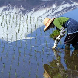 Woman Planting Rice